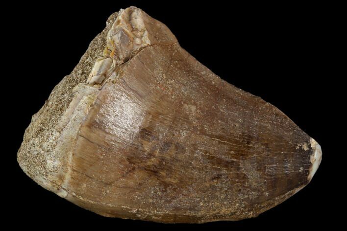Mosasaur (Prognathodon) Tooth - Morocco #118909